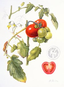 Tomatoes